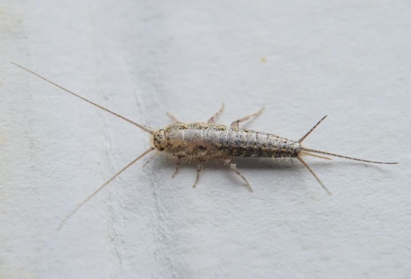 Silverfish Extermination in Charlotte, NC