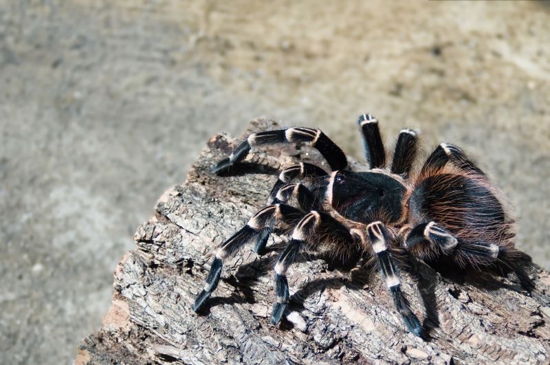 Spider Control Service in Cabarrus County, NC