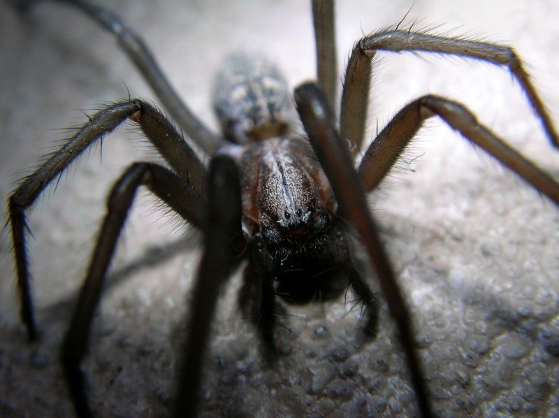 Spider Control Service in Concord, NC