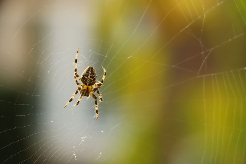 Spider Control Service in Cornelius, NC