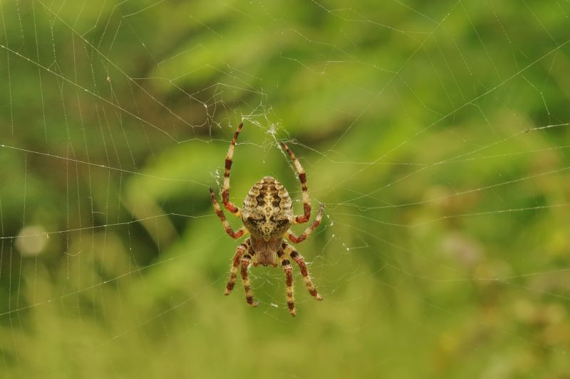 Spider Control Service in Dallas, NC