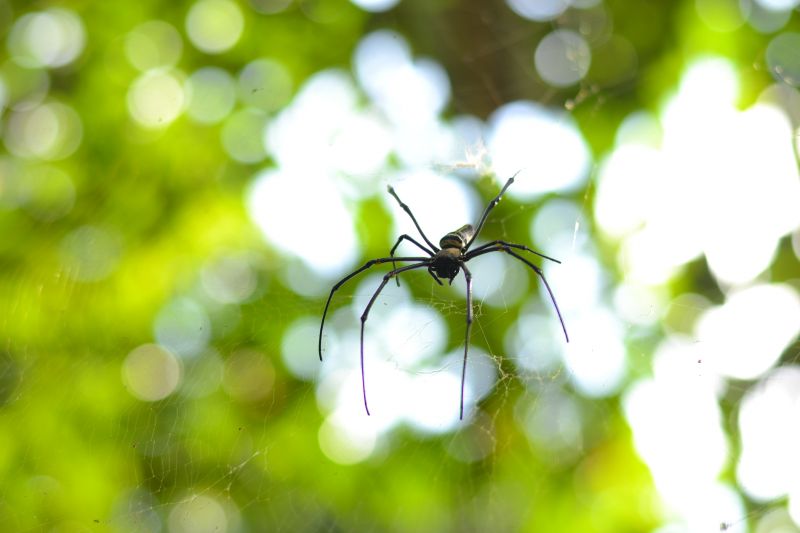 Spider Control Service in Fort Mill, SC