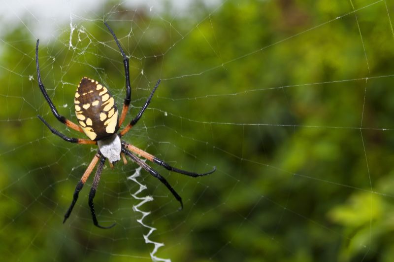 Spider Control Service in Locust, NC