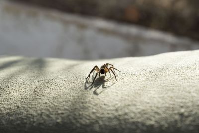 Spider Control Service in Mount Pleasant, NC