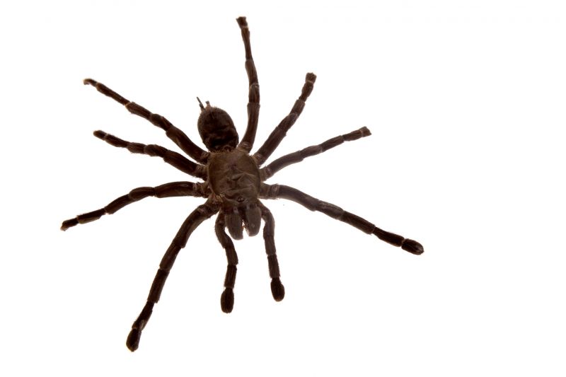 Spider Control Service in Mount Pleasant, NC