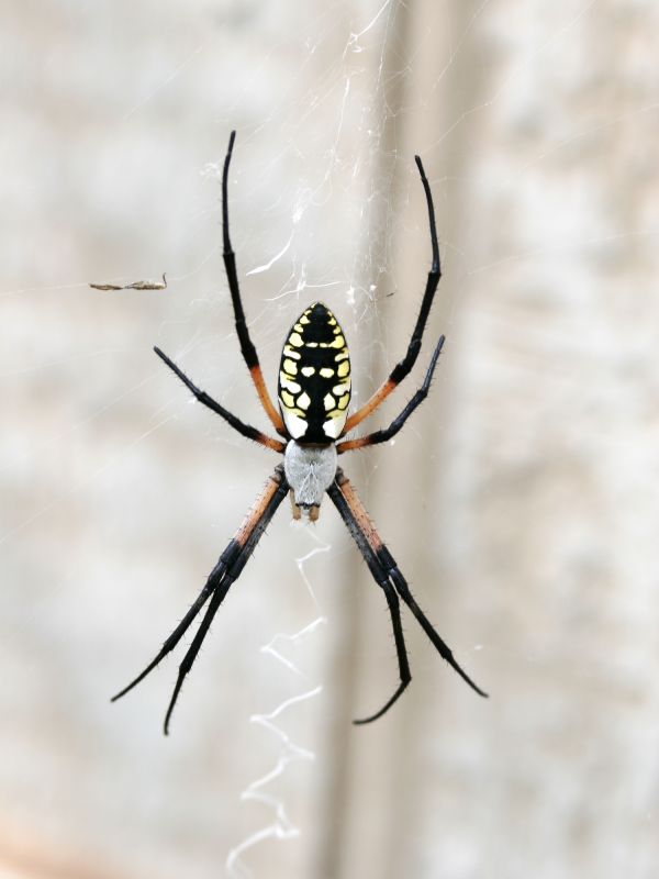 Spider Control Service in Rock Hill, SC