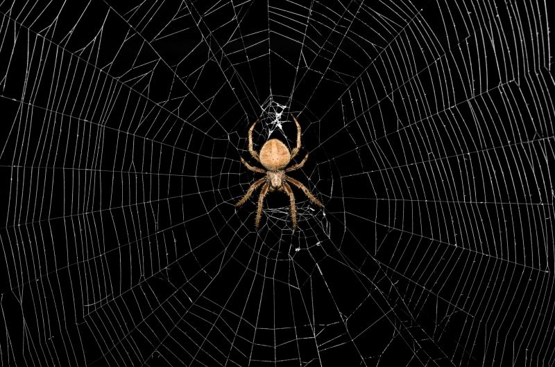 Spider Control Service in Union County, NC