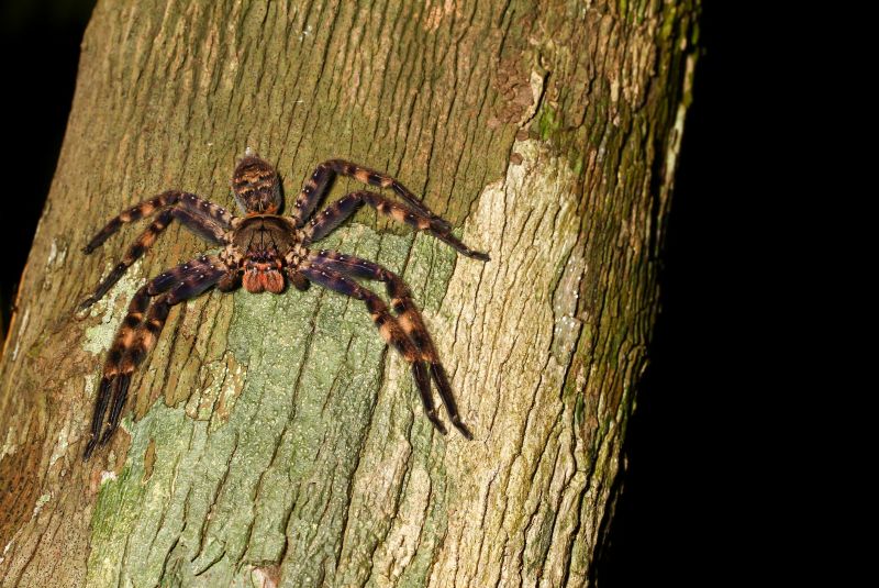 Spider Extermination Service in Belmont, NC