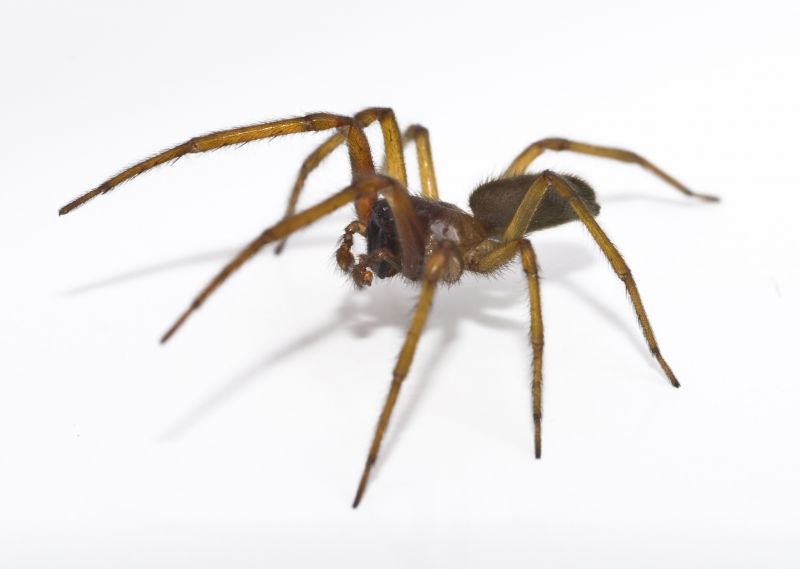 Spider Extermination Service in Fort Mill, SC