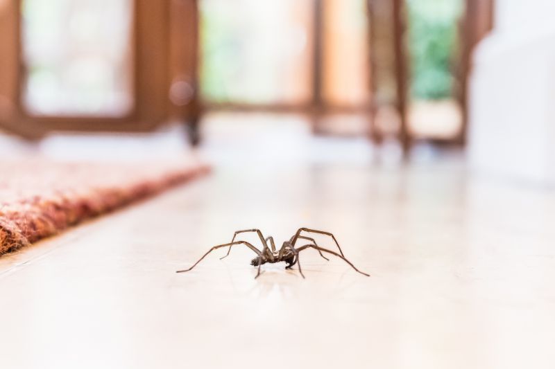 Spider Extermination Service in Indian Trail, NC