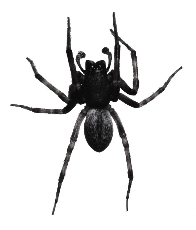 Spider Extermination Service in Iron Station, NC