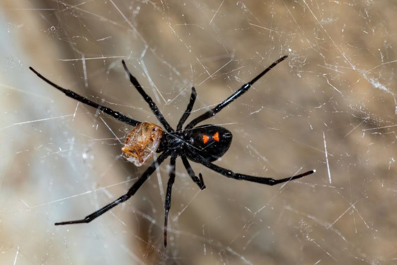 Spider Extermination Service in Kannapolis, NC