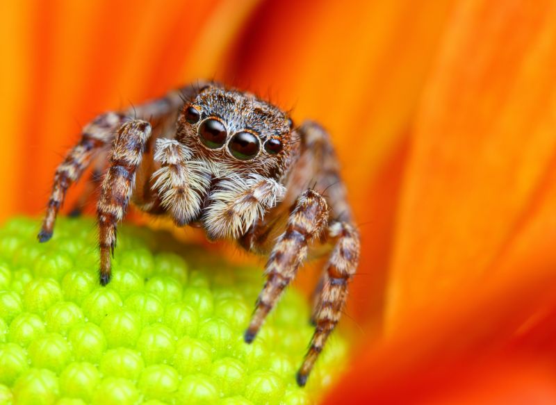 Spider Extermination Service in Locust, NC