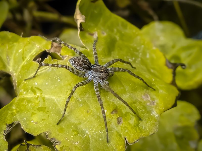 Spider Extermination Service in Monroe, NC
