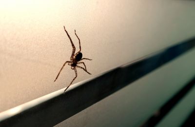 Spider Extermination Service in Mooresville, NC