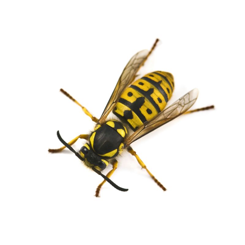 Stinging Insect Extermination in Denver, NC