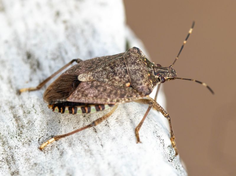 Stinkbug Extermination Service in Belmont, NC