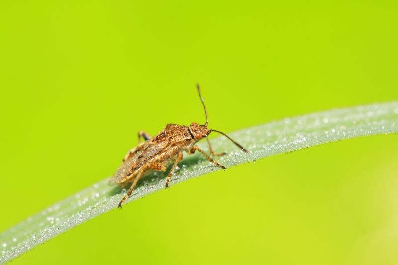 Stinkbug Extermination Service in Belmont, NC