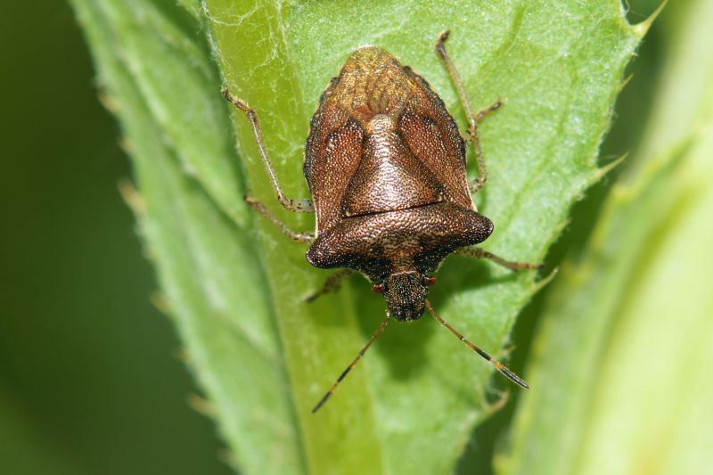 Stinkbug Extermination Service in Belmont, NC