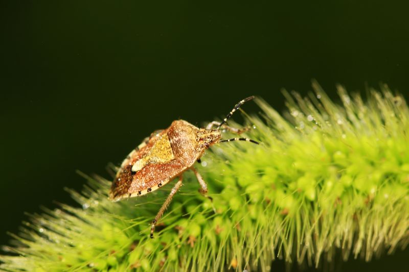Stinkbug Extermination Service in Clover, SC