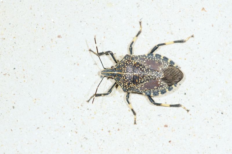 Stinkbug Extermination Service in Concord, NC