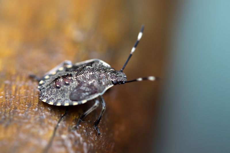 Stinkbug Extermination Service in Dallas, NC