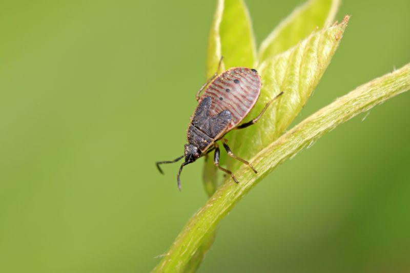 Stinkbug Extermination Service in Fort Mill, SC