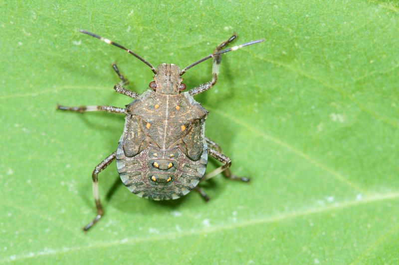 Stinkbug Extermination Service in Huntersville, NC