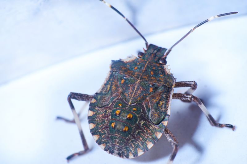 Stinkbug Extermination Service in Charlotte, NC
