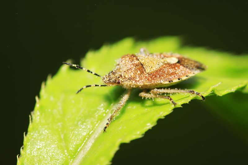 Stinkbug Extermination Service in Charlotte, NC