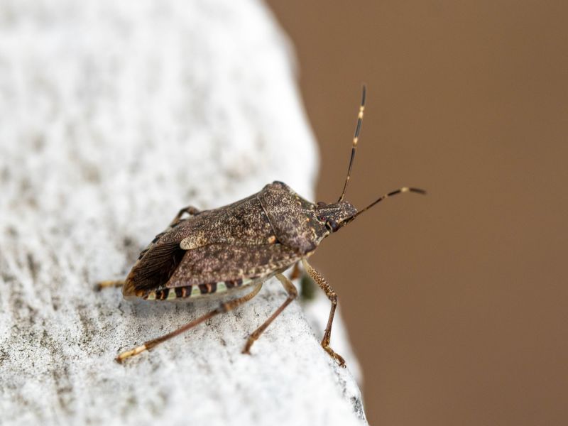 Stinkbug Extermination Service in Locust, NC