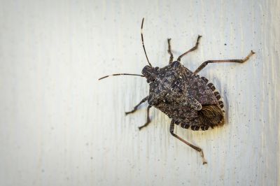 Stinkbug Extermination Service in Matthews, NC