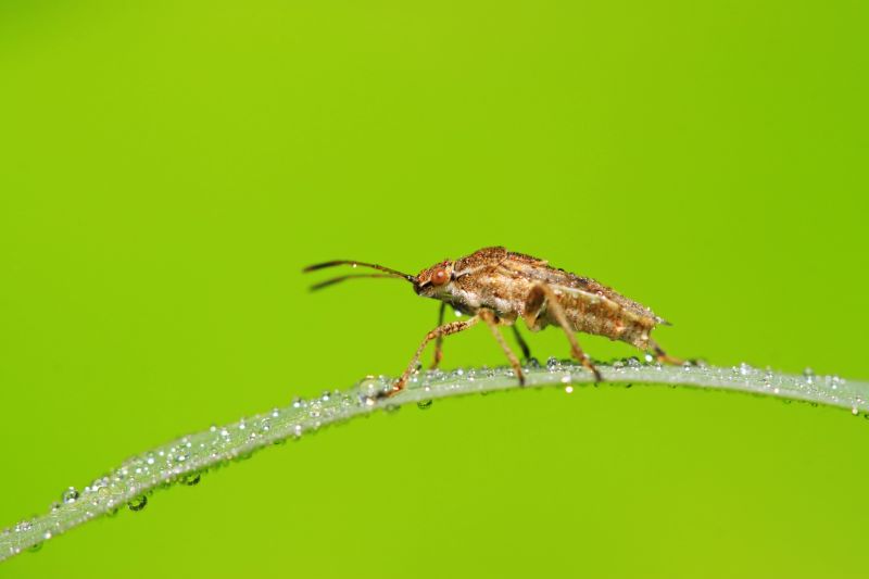 Stinkbug Extermination Service in Midland, NC