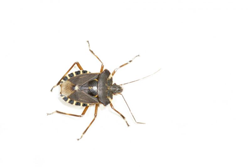 Stinkbug Extermination Service in Mount Holly, NC