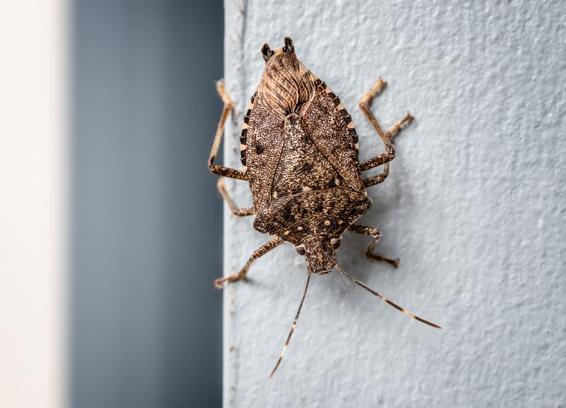 Stinkbug Extermination Service in Mount Pleasant, NC