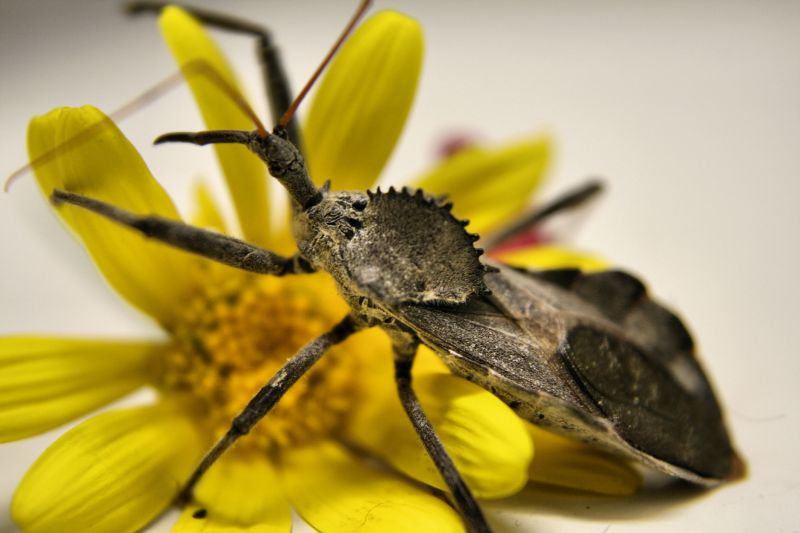 Stinkbug Extermination Service in Union County, NC