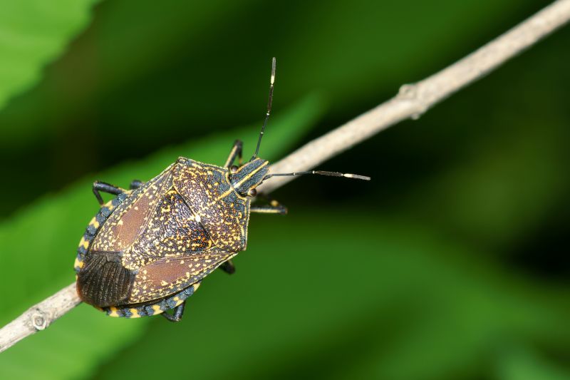 Stinkbug Extermination Service in Waxhaw, NC