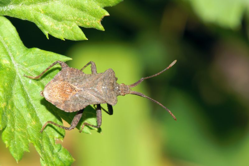 Stinkbug Pest Control in Belmont, NC