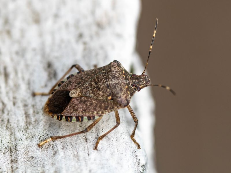 Stinkbug Pest Control in Cornelius, NC