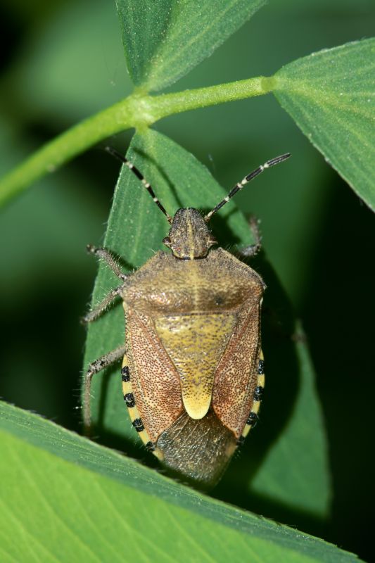 Stinkbug Pest Control in Denver, NC