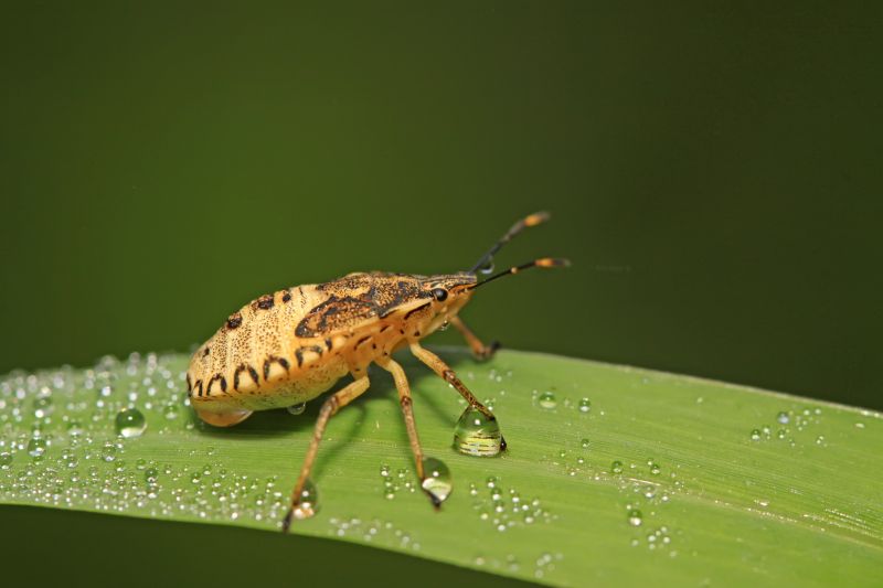 Stinkbug Pest Control in Denver, NC