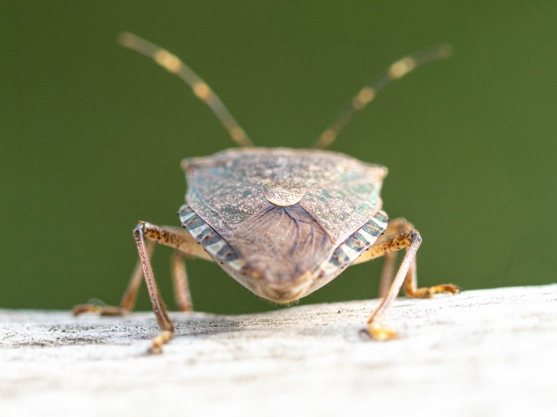 Stinkbug Pest Control in Fort Mill, SC