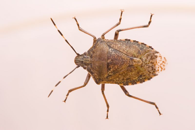Stinkbug Pest Control in Indian Trail, NC