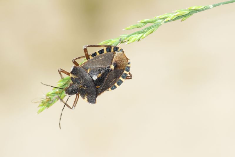 Stinkbug Pest Control in Midland, NC