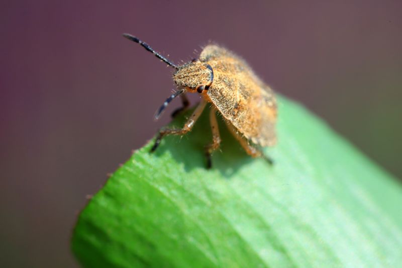 Stinkbug Pest Control in Midland, NC