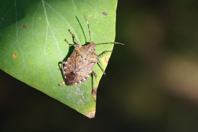 Stinkbug Pest Control in Mooresville, NC