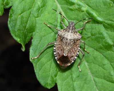 Stinkbug Pest Control in Mount Holly, NC