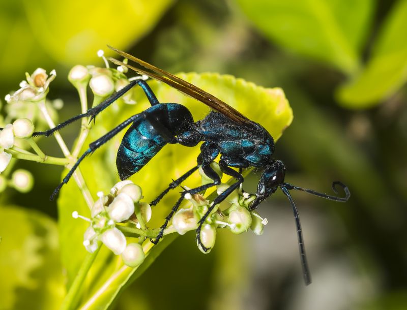 Tarantula Hawk Extermination in Charlotte, NC