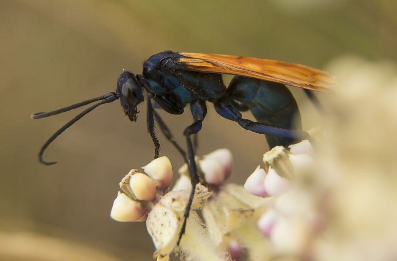 Tarantula Hawk Extermination in Charlotte, NC