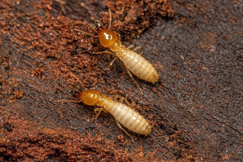 Termite Infestation Service in Charlotte, NC